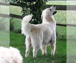Small #78 Breeder Profile image