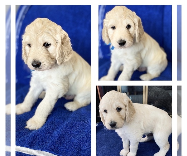 Medium Photo #1  Breeder Profile in MORENO VALLEY, CA, USA