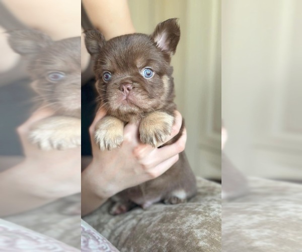 Medium Photo #4  Breeder Profile in ELBERON PARK, NJ, USA