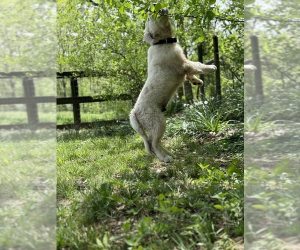 Medium Photo #19  Breeder Profile in WHITE HOUSE, TN, USA