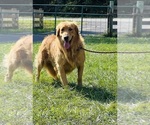 Small #14 Breeder Profile image