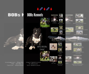 American Bully Dog Breeder in LUBBOCK,  USA