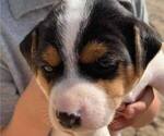Small Photo #16  Breeder Profile in KINGSVILLE, MO, USA