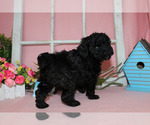 Small #83 Breeder Profile image