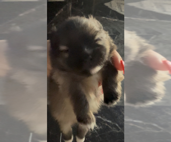 Medium Photo #5  Breeder Profile in BELLFLOWER, CA, USA