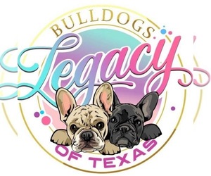 French Bulldog Dog Breeder near WEATHERFORD, TX, USA