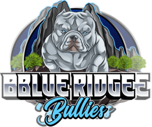 American Bully Dog Breeder near BLUEMONT, VA, USA