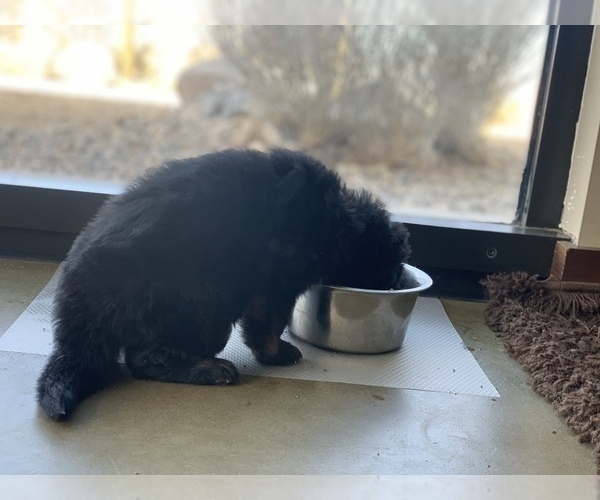 Medium Photo #87  Breeder Profile in PINON HILLS, CA, USA