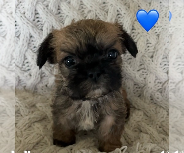 Medium Photo #6  Breeder Profile in DENTON, MD, USA