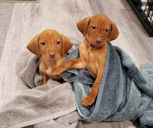 Medium Photo #1  Breeder Profile in NEW YORK MILLS, MN, USA