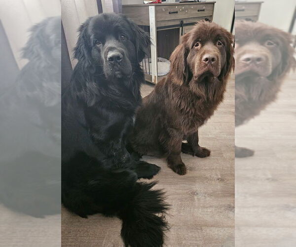 Medium Photo #2  Breeder Profile in MAPLE FALLS, WA, USA