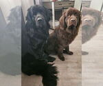 Small #1 Breeder Profile image