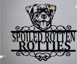 Rottweiler Dog Breeder near GRESHAM, OR, USA