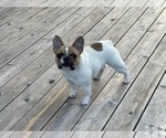 Small #36 Breeder Profile image