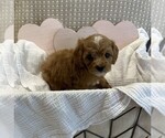 Small #5 Breeder Profile image