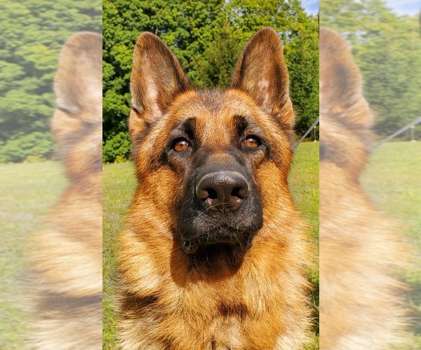 Medium Photo #1  Breeder Profile in MANTON, MI, USA