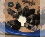 Small #104 Breeder Profile image