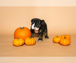 Small #15 Breeder Profile image