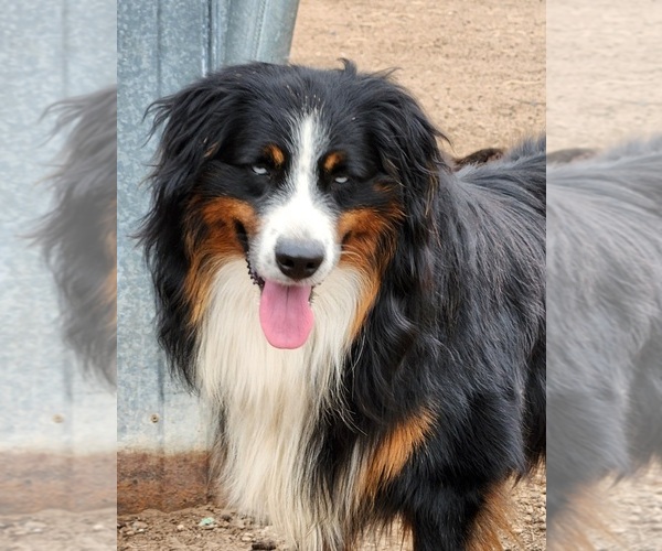 Medium Photo #1  Breeder Profile in ERICK, OK, USA
