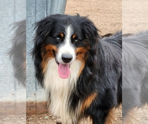 Australian Shepherd Dog Breeder near ERICK, OK, USA