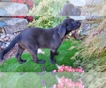 Small Photo #2  Breeder Profile in CANYONVILLE, OR, USA