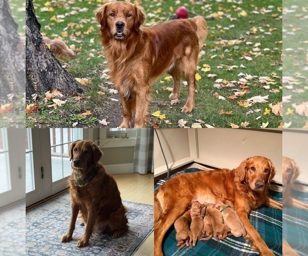 Medium Photo #11  Breeder Profile in DE PERE, WI, USA