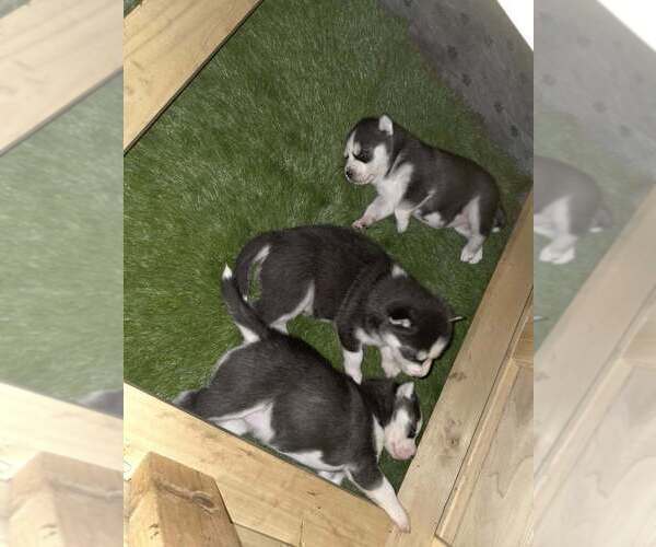 Medium Photo #30  Breeder Profile in ALTON, IL, USA