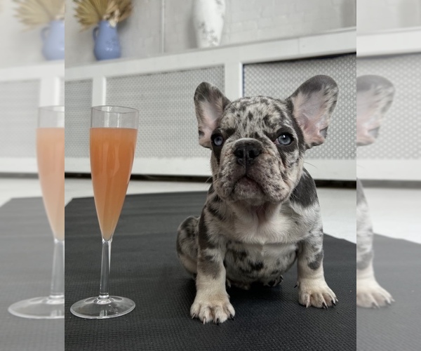 Medium Photo #3  Breeder Profile in ELBERON PARK, NJ, USA
