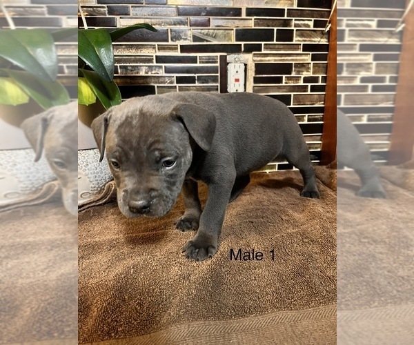 Medium Photo #1  Breeder Profile in BENNETT, CO, USA