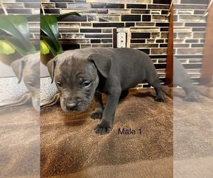 Medium Breeder Profile Photo