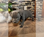 Small breeder photo