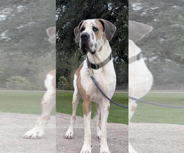 Medium Photo #3  Breeder Profile in HUNTSVILLE, TX, USA