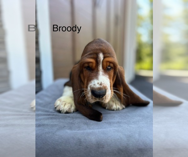 Medium Photo #6  Breeder Profile in DENVER, PA, USA