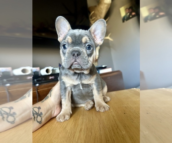 Medium Photo #20  Breeder Profile in BIG RAPIDS, MI, USA