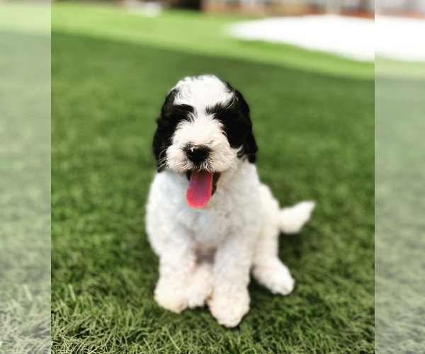 Medium Photo #3  Breeder Profile in MENIFEE, CA, USA