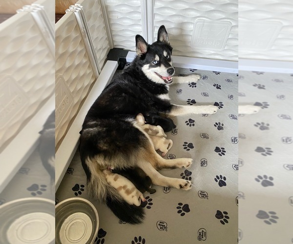 Medium Photo #1  Breeder Profile in SUDBURY, MA, USA