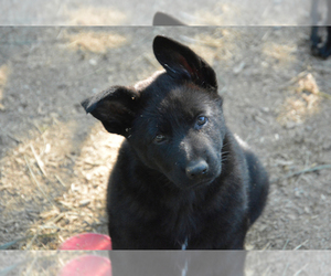 Main photo of German Shepherd Dog Dog Breeder near NEWVILLE, PA, USA