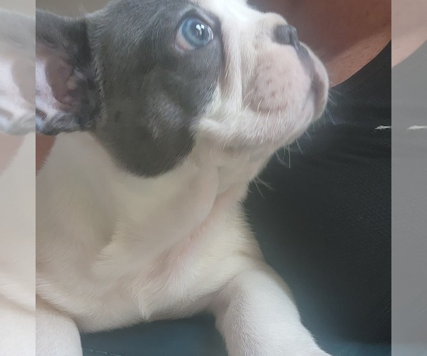Medium Photo #8  Breeder Profile in FT MYERS, FL, USA