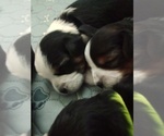 Small #32 Breeder Profile image