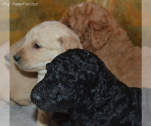 Main photo of Goldendoodle Dog Breeder near MARYVILLE, MO, USA