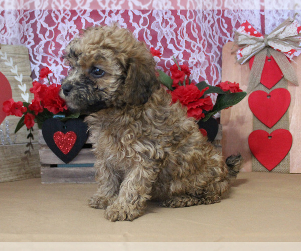 Medium Photo #106  Breeder Profile in CHANUTE, KS, USA