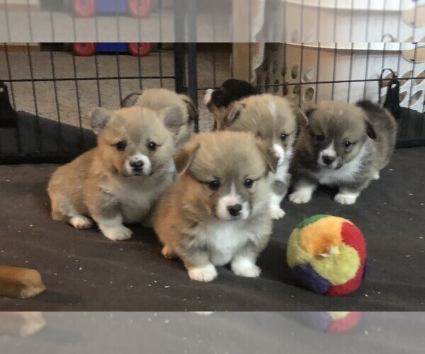 Medium Photo #5  Breeder Profile in EAGLE POINT, OR, USA
