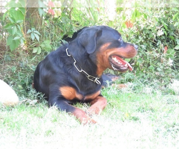 Medium Photo #115  Breeder Profile in OAK GLEN, CA, USA