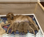 Small Photo #1  Breeder Profile in OOLTEWAH, TN, USA