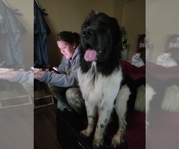 Medium Photo #4  Breeder Profile in AURORA, IN, USA