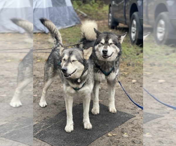 Medium Photo #82  Breeder Profile in FREDERICK, MD, USA
