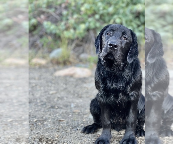 Medium Photo #10  Breeder Profile in REDDING, CA, USA