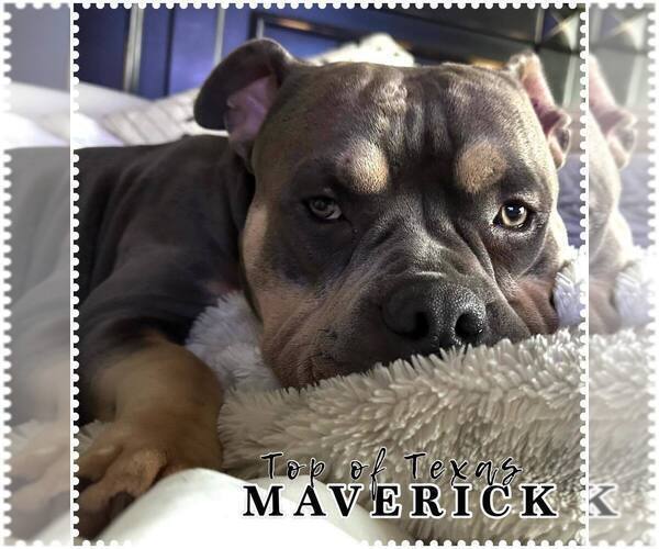 Medium Photo #5  Breeder Profile in HOWE, TX, USA