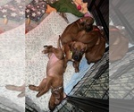 Small #3 Breeder Profile image