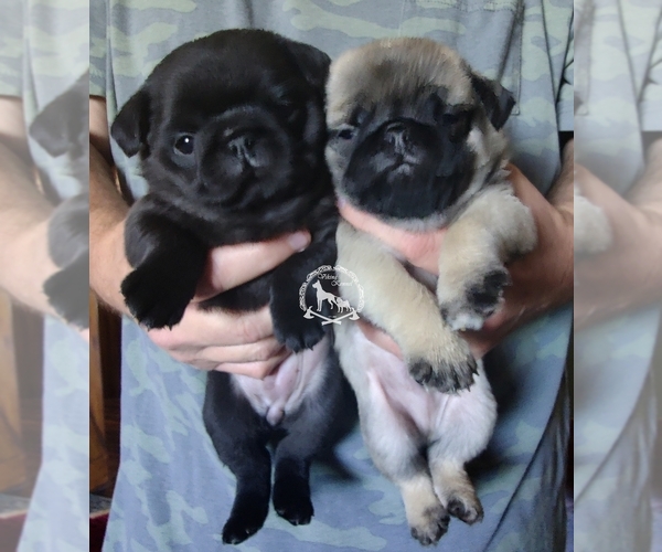 Medium Photo #1  Breeder Profile in CHEYENNE, WY, USA